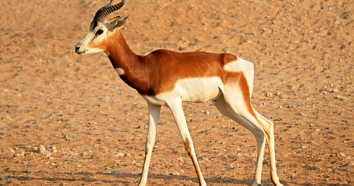 Antelope